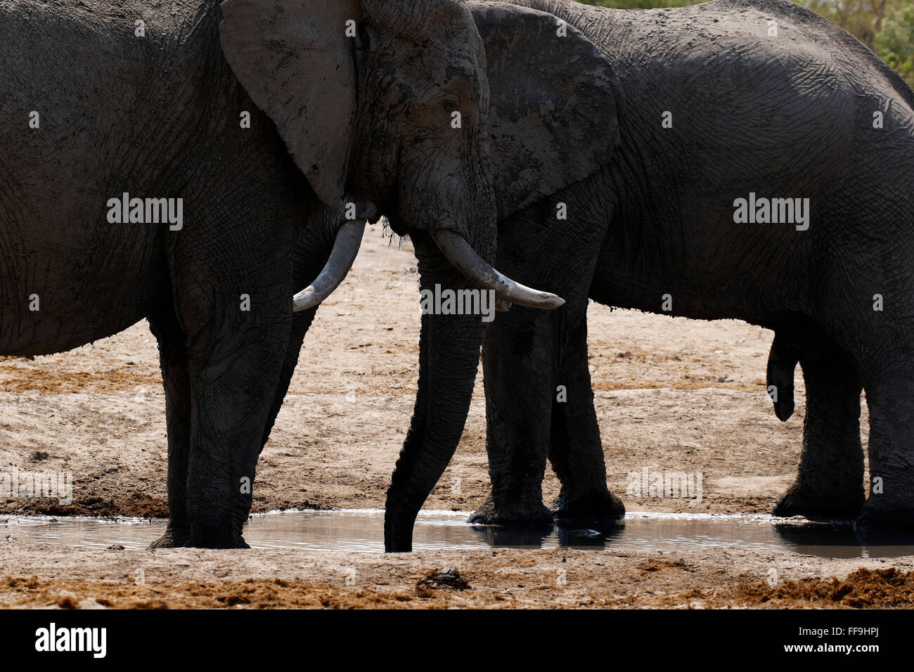 Both male and female African elephants have tusks. Tusks grow for most of their lifetime, an indicator of age larger means older Stock Photo