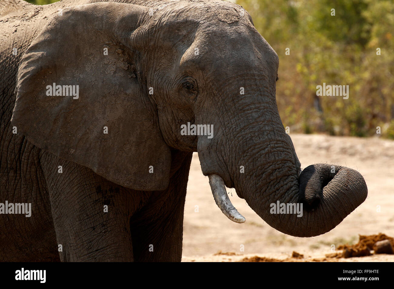 Both male and female African elephants have tusks. Tusks grow for most
