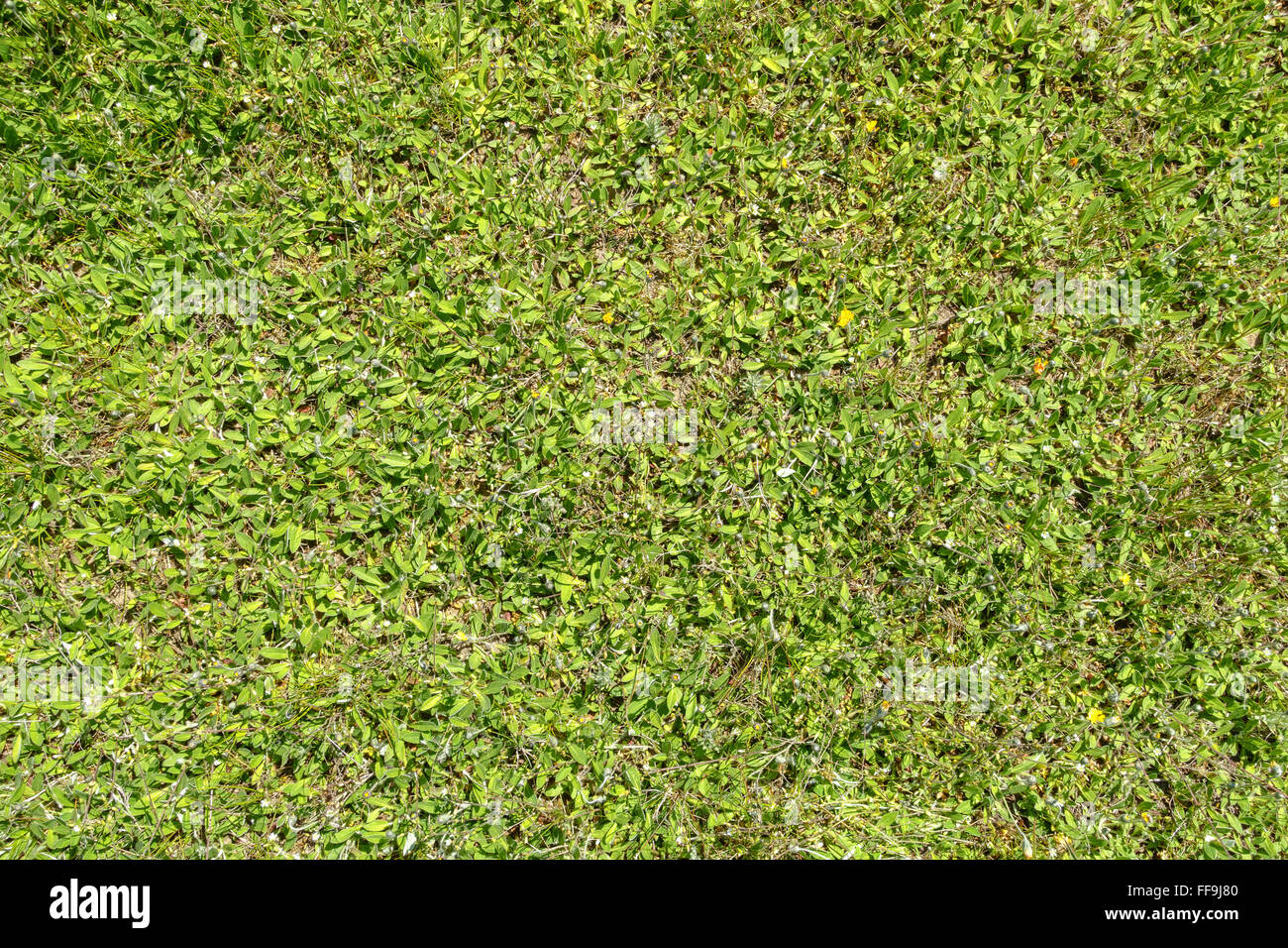 Green ground cover small leaves hi-res stock photography and images - Alamy