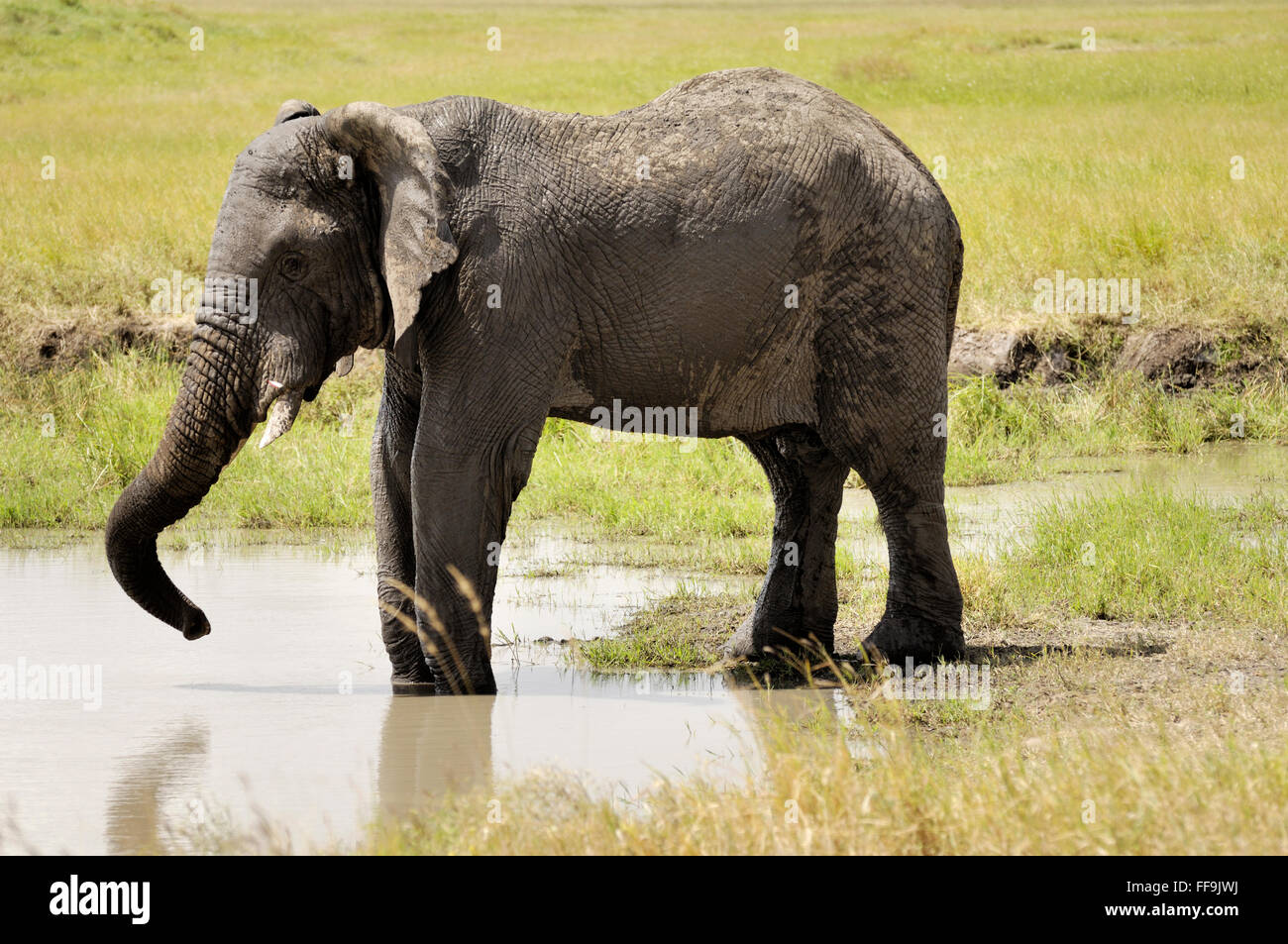 Elephant at a watering hole in the Serengeti Stock Photo