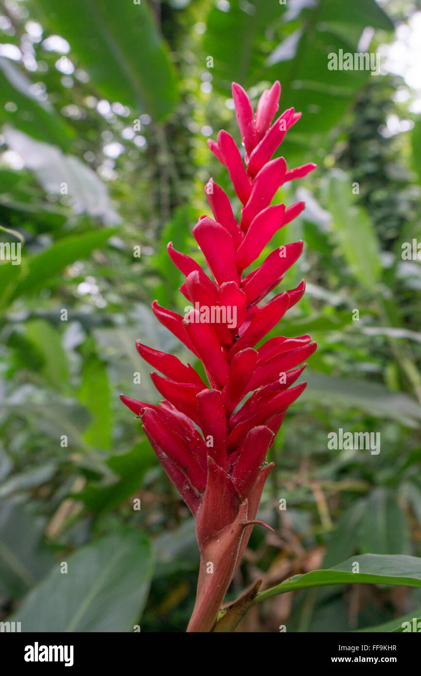 Kids Learning A U I: Dominican Republic Local Flowers / Dominican