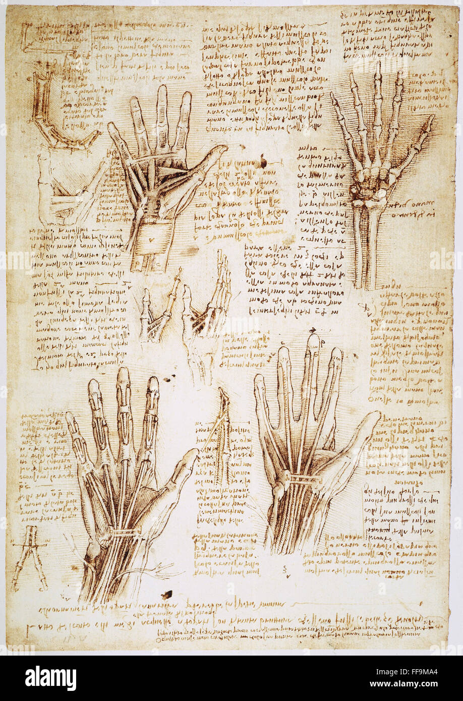 LEONARDO: HANDS, c1510. /nPen and ink studies by Leonardo da Vinci ...