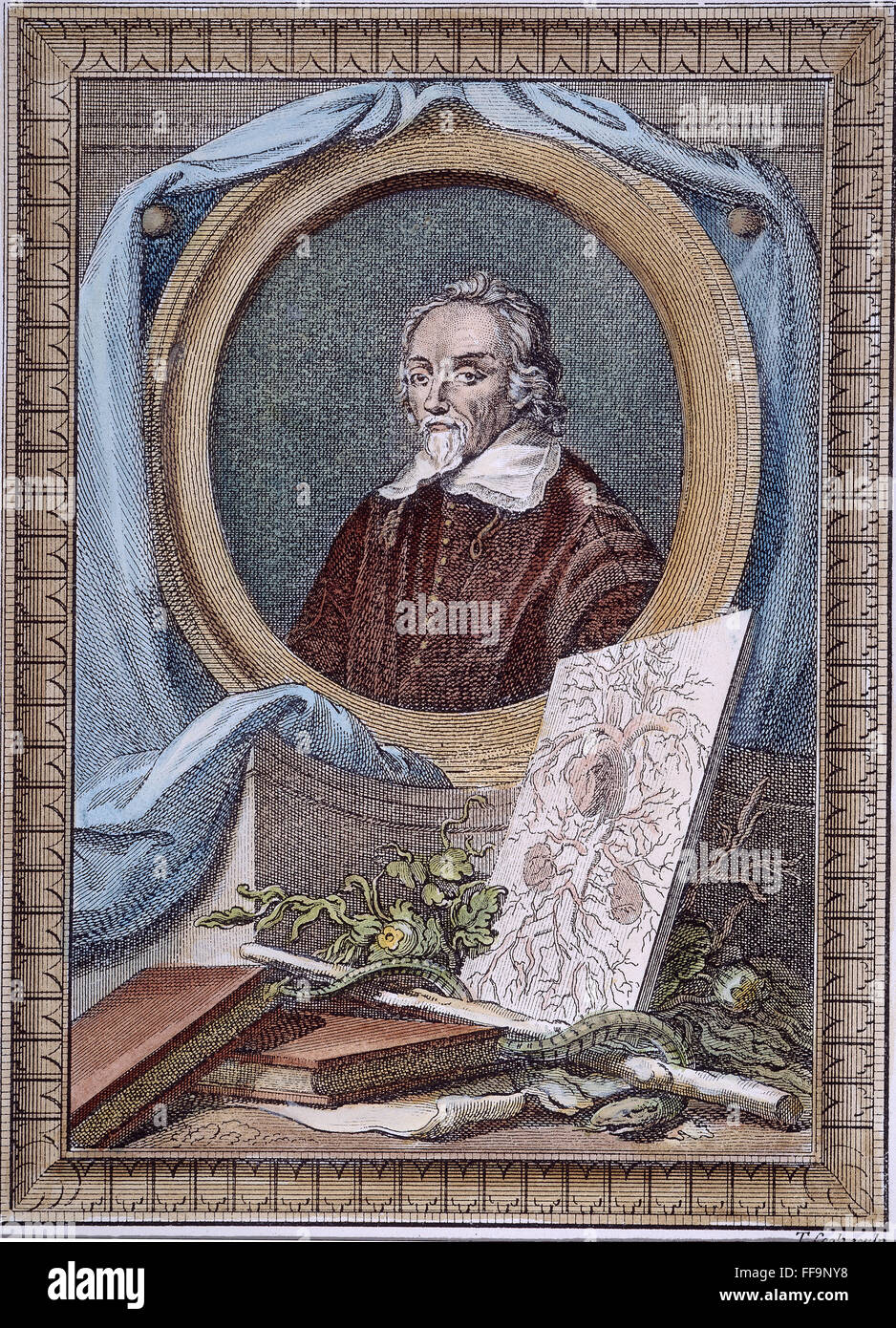 WILLIAM HARVEY (1578-1657). /nEnglish physician and anatomist. Line engraving, English, 18th century. Stock Photo