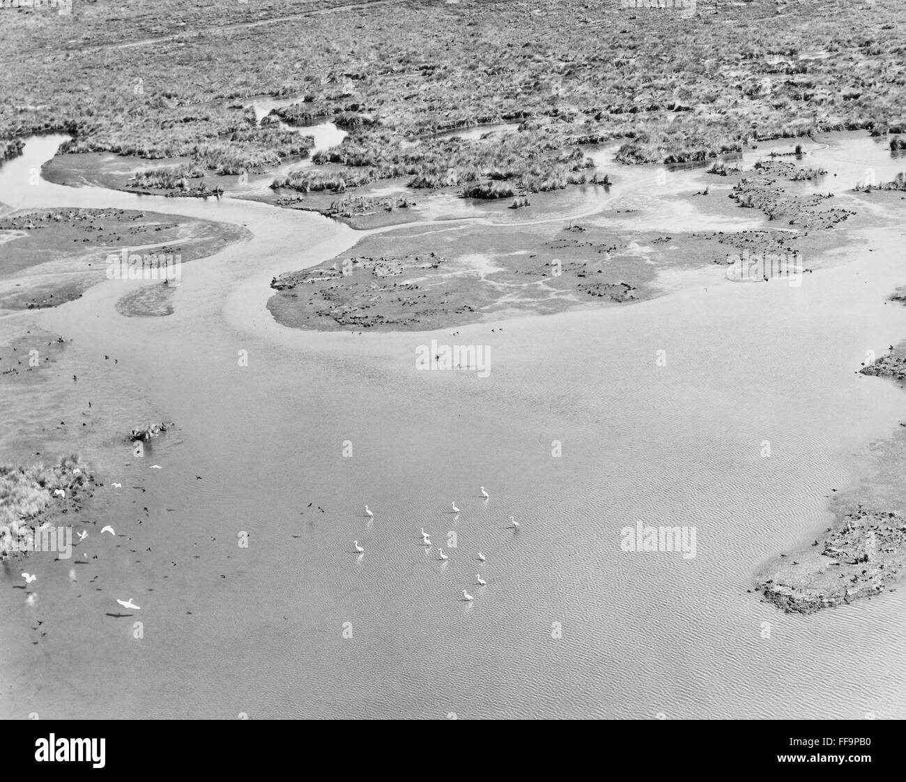 MISSISSIPPI RIVER. /nPelicans in the Mississippi River marshes east of