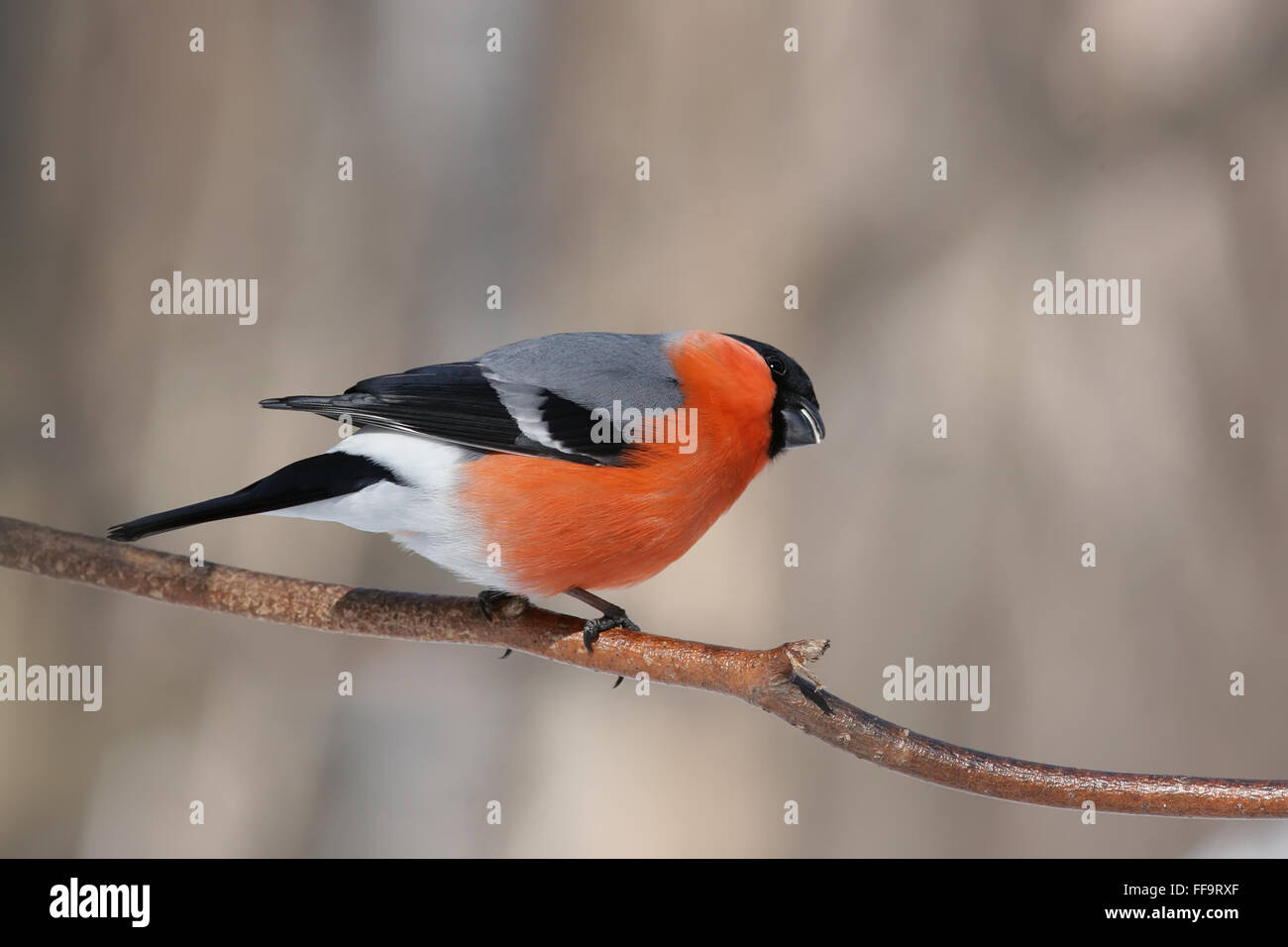 bird, bullfinch, red, bright, male, branch, Park, sitting, winter, fancy, Stock Photo