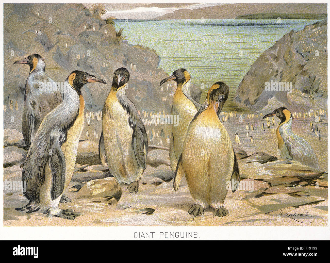 GIANT PENGUINS, c1900. /nAmerican lithograph. Stock Photo