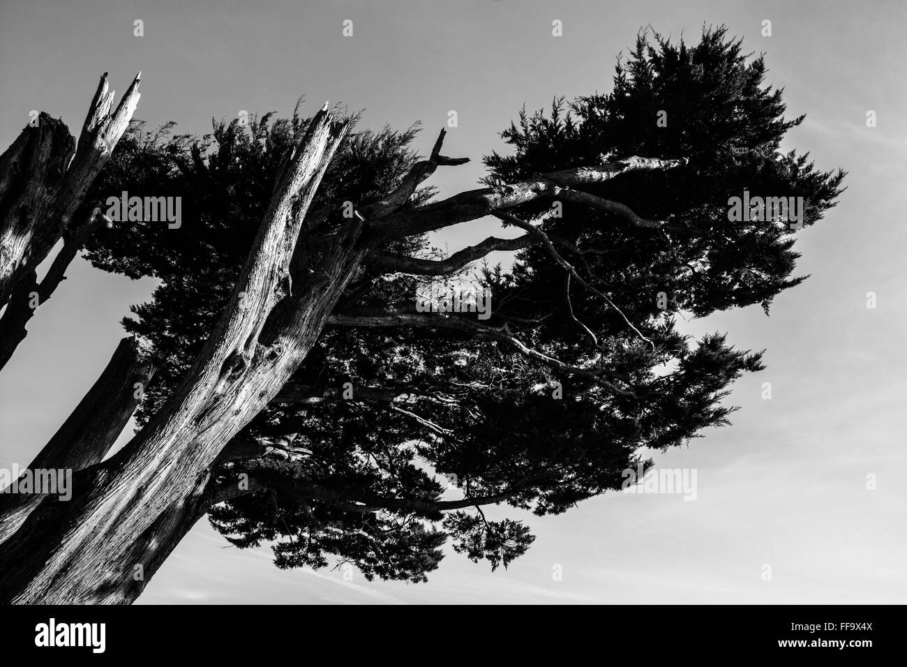 Tree low angle view Black and White Stock Photos & Images - Alamy
