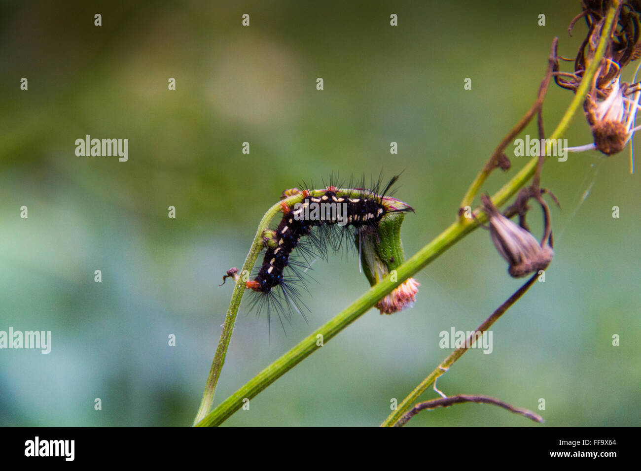 Caterpillar in Dragon Backbone Rice Terraces. Guilin. China Stock Photo Alamy