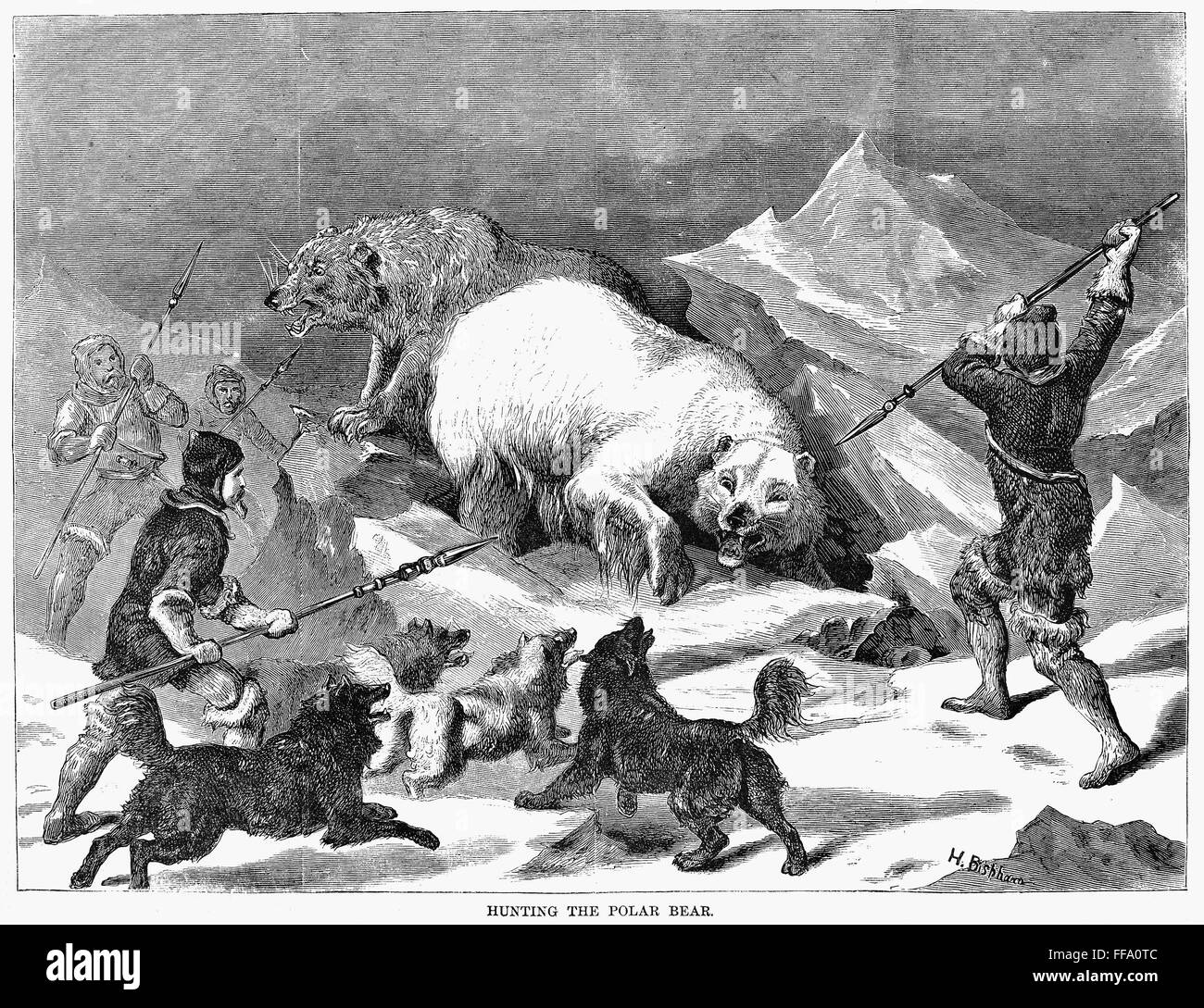 POLAR BEAR HUNT, 1868. /nWood engraving, 1868 Stock Photo Alamy