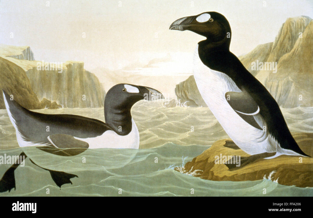 GREAT AUK (ALCA IMPENNIS). /nLithograph, 1858, by Julius Bien after ...