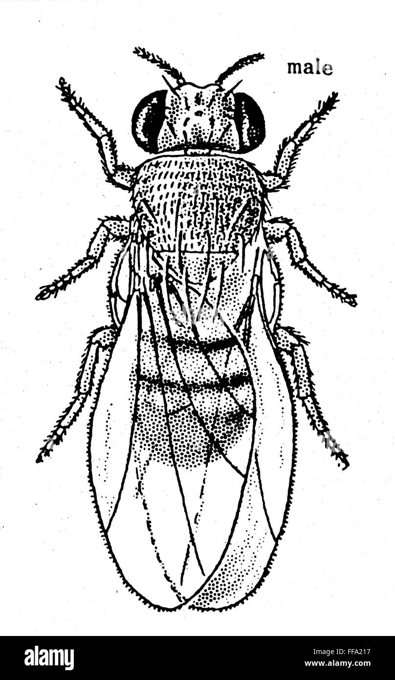 FRUIT FLY. /nMale fruit fly (Drosophila melanogaster Stock Photo Alamy