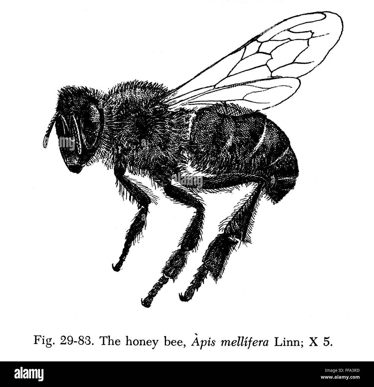 INSECT: HONEY BEE. /nThe honey bee (Apis mellifera). Wood engraving ...