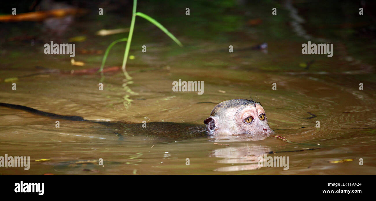 KUCHING/MALAYSIA - CIRCA NOVEMBER 2015: Wet macaque monkey swimming in muddy waters in Bako Stock Photo