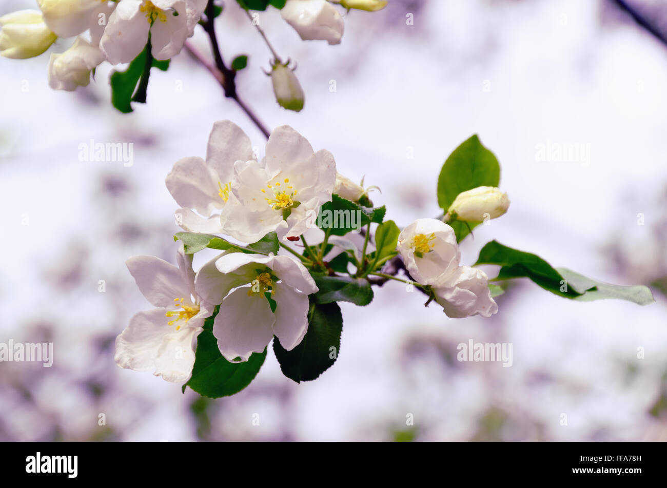 White Apple Tree Blossoms in May against Blurred Light Background Stock