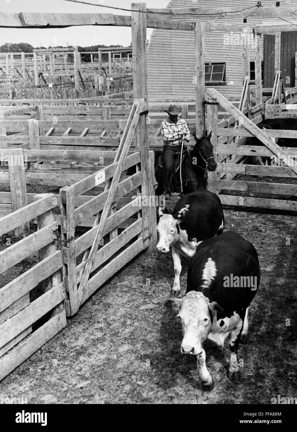 CATTLE AUCTION, NEBRASKA. /nHereford cattle driven to a livestock