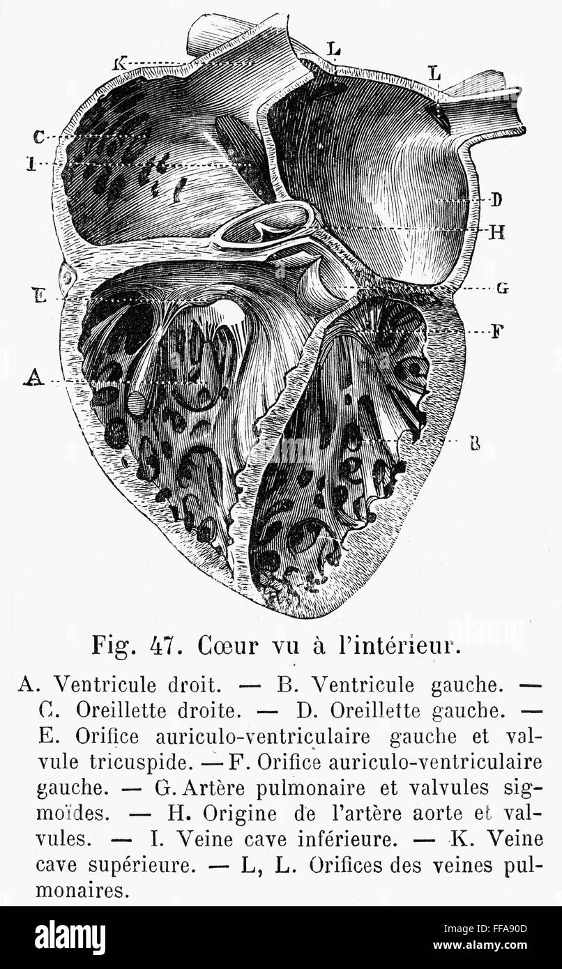 Cross section human heart Black and White Stock Photos & Images - Alamy