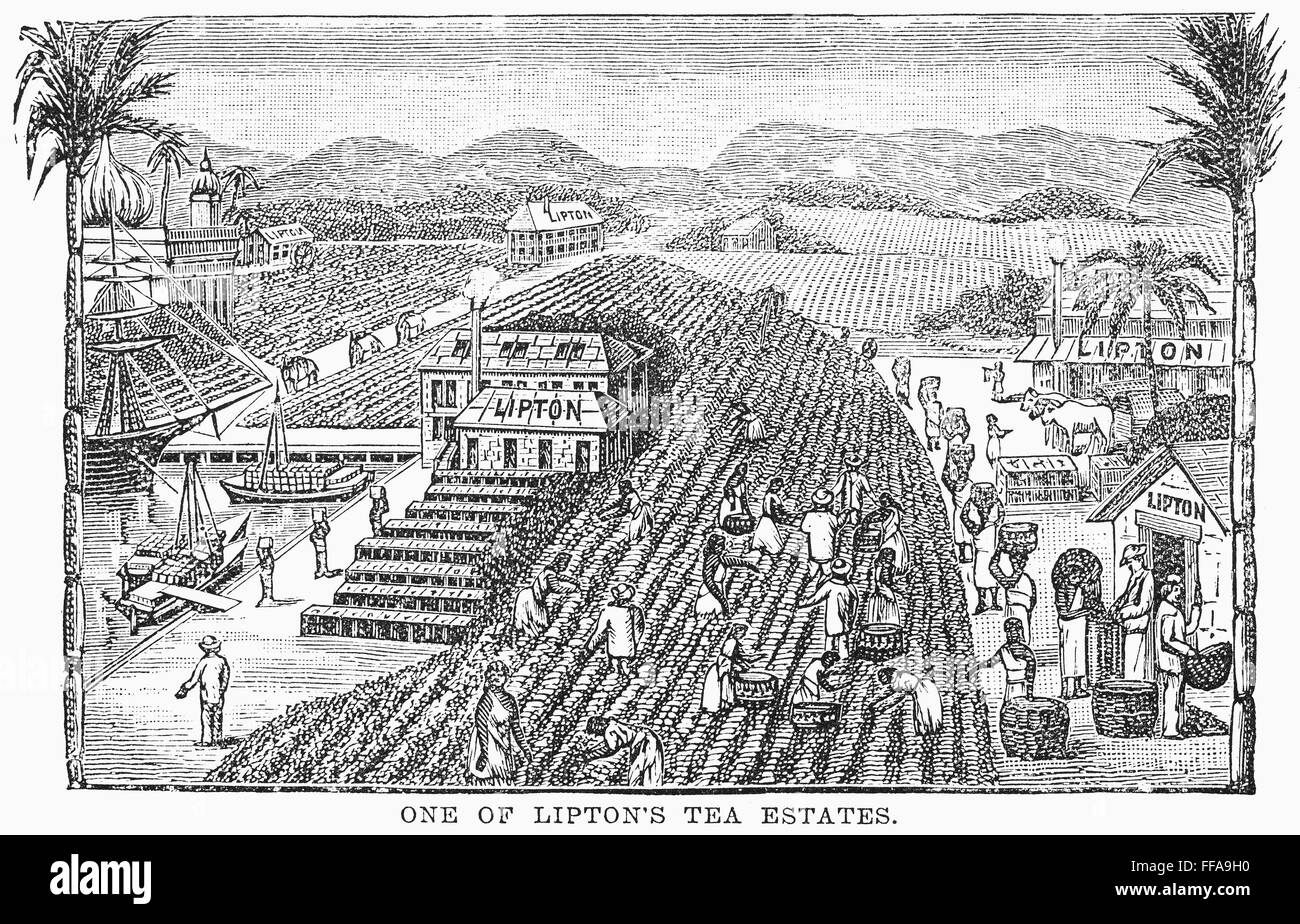 TEA PLANTATION, 1892. /nWood engraving of a Lipton tea plantation on
