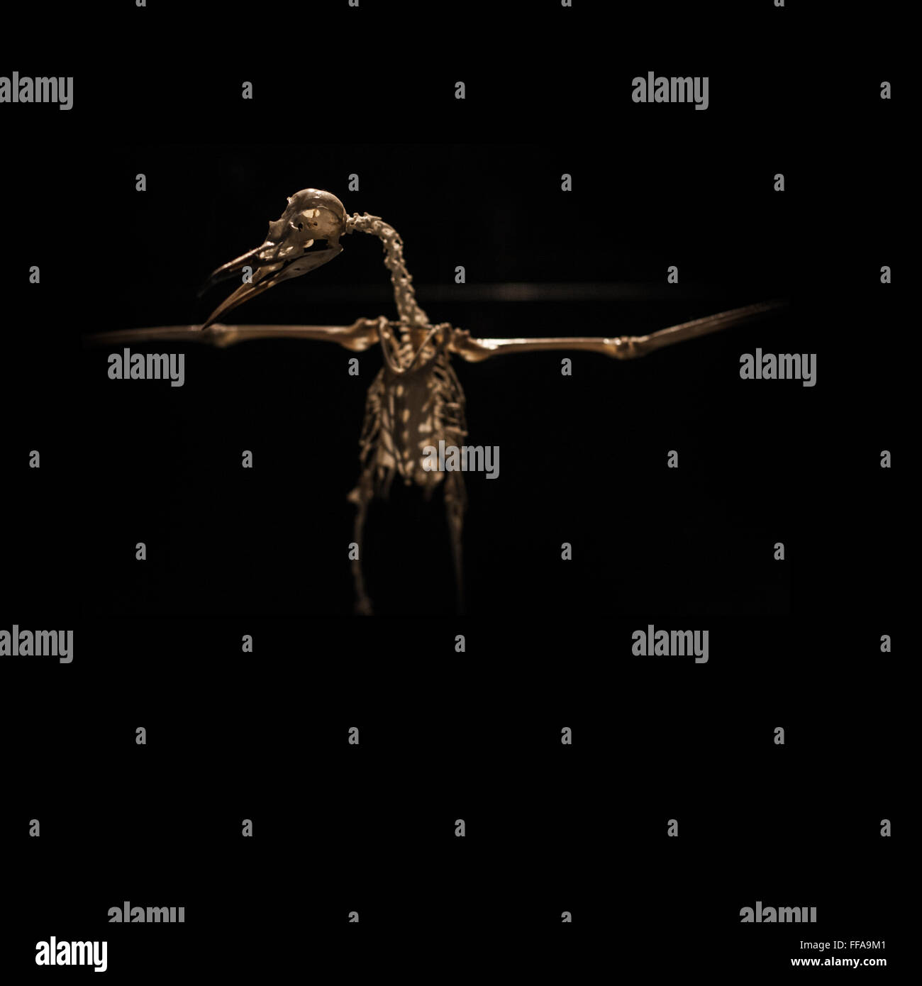 Bird skeleton hi-res stock photography and images - Alamy