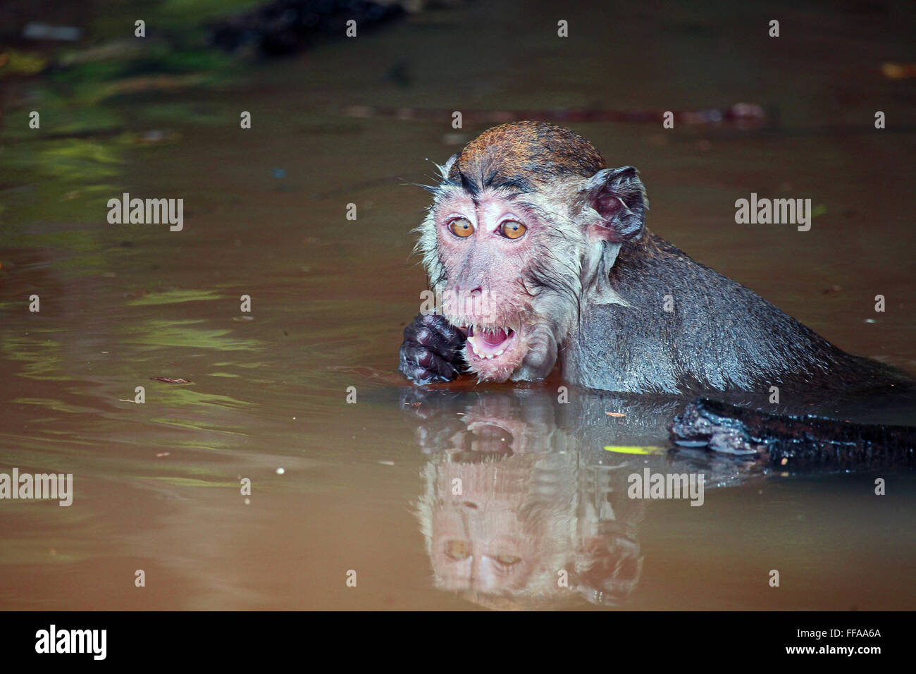 KUCHING/MALAYSIA CIRCA NOVEMBER 2015 Wet macaque monkey climbing a