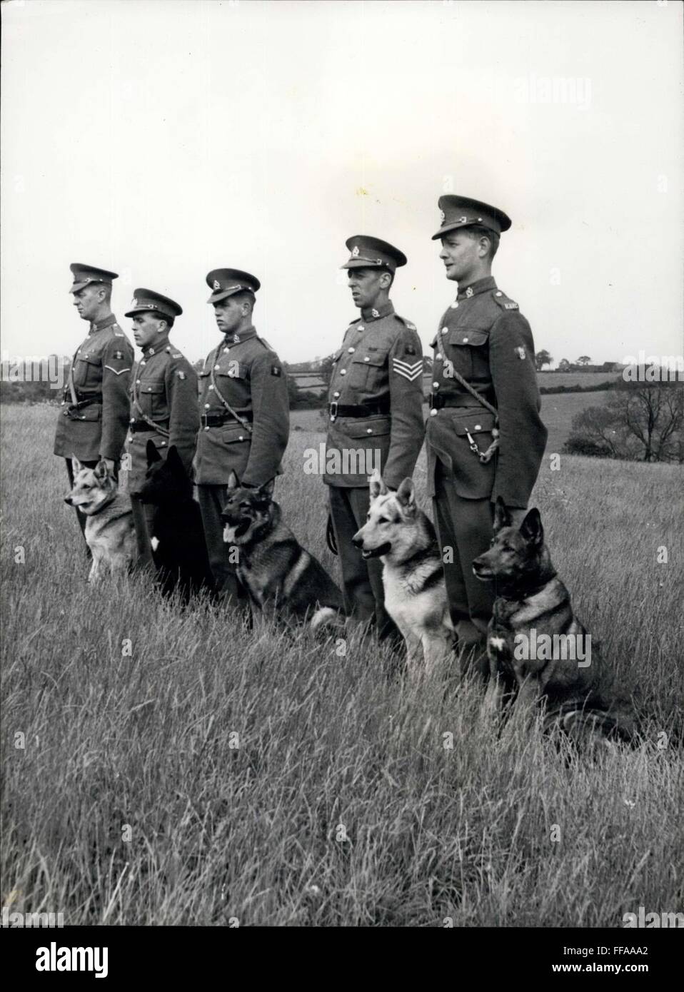 Alsatians hires stock photography and images Alamy