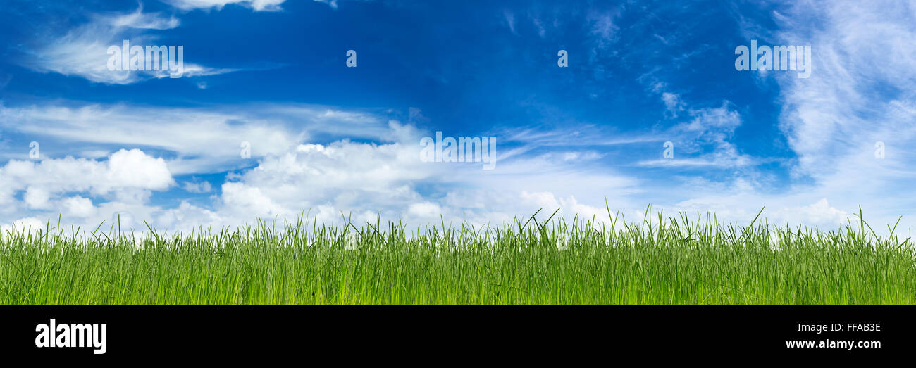 green natural grass in front of blue sky Stock Photo