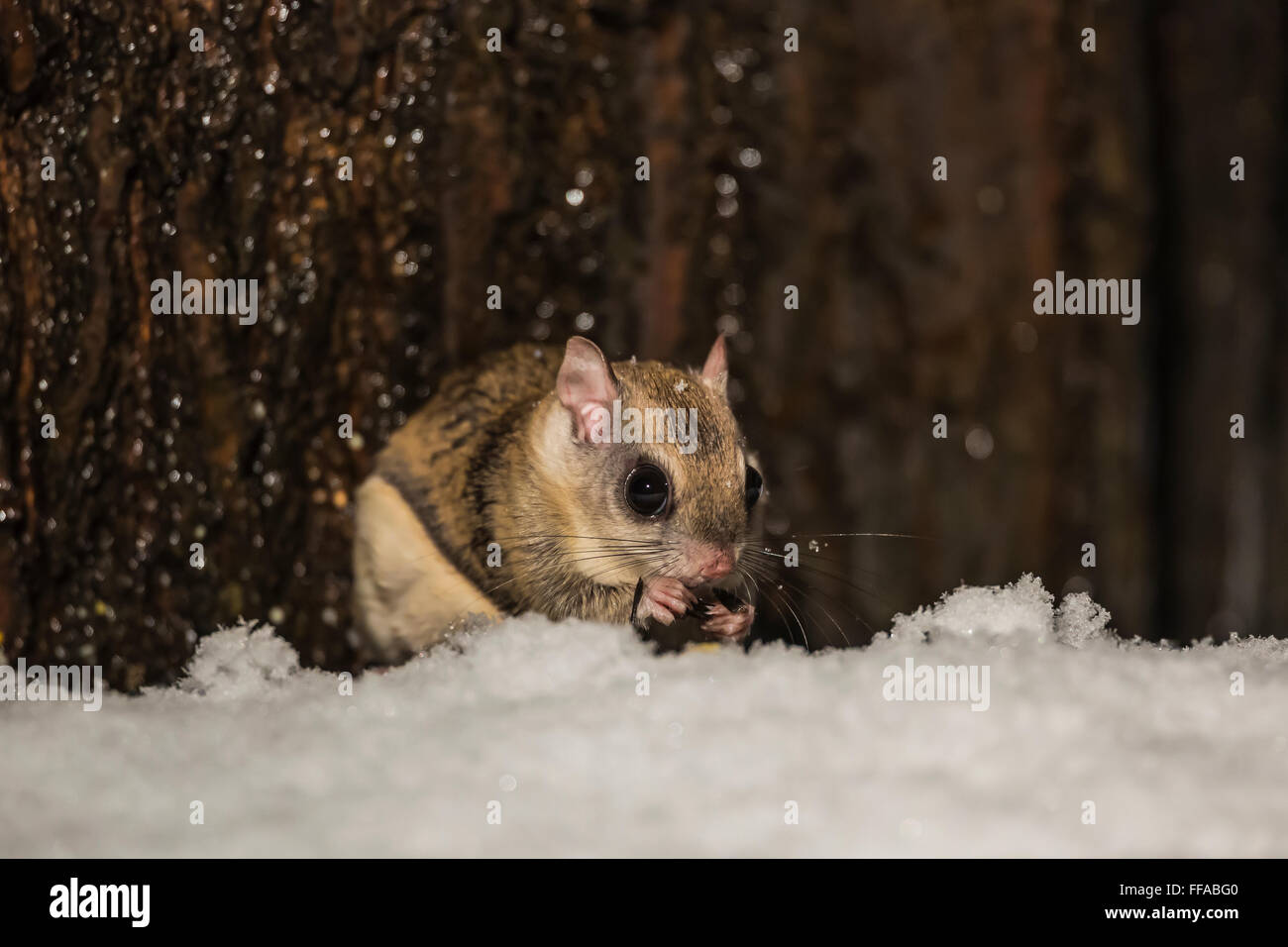 Southern Flying Squirrel, volans, feeding on the ground on a