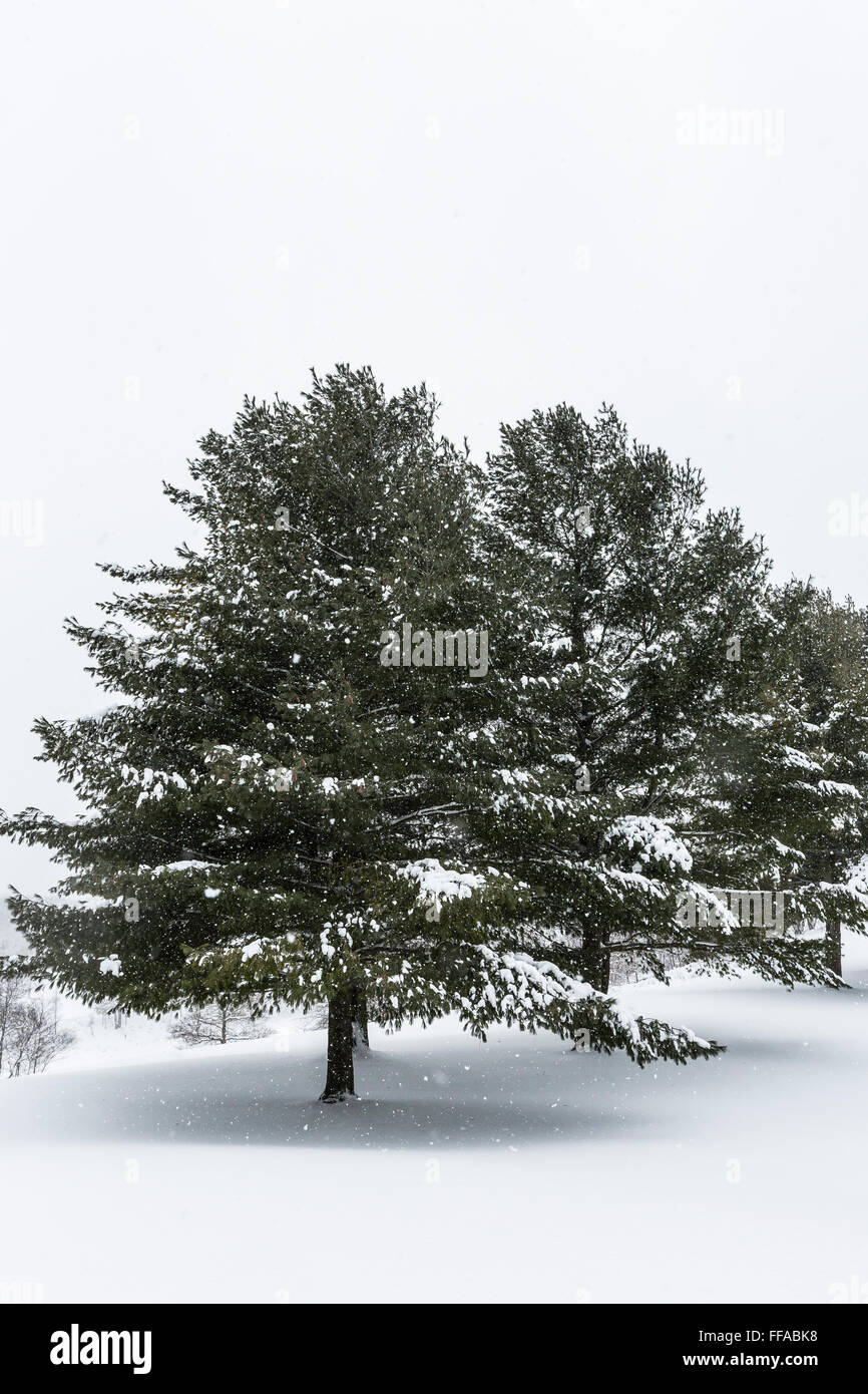 Eastern White Pines, Pinus strobus, during a snowstorm in central Michigan, USA Stock Photo