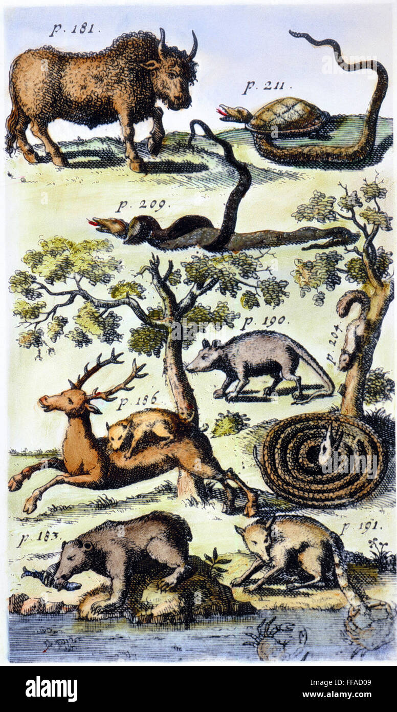 NORTH AMERICA: FAUNA. /nEngraved frontispiece from the 1712 German edition of John Lawson's 'A New Voyage to Carolina,' showing a buffalo, a terrapin killing a rattlesnake, a blacksnake killing a rattlesnake, a coiled rattlesnake lying in wait for a squir Stock Photo