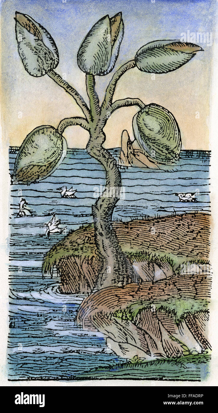 BARNACLE GEESE MYTH. /nA fanciful picture of the 'Breed of Barnackle-geese,' the myth according to which gooseneck barnacles develop into geese. Woodcut from John Gerard's 'Herball or Generall Historie of Plants,' 1597. Stock Photo