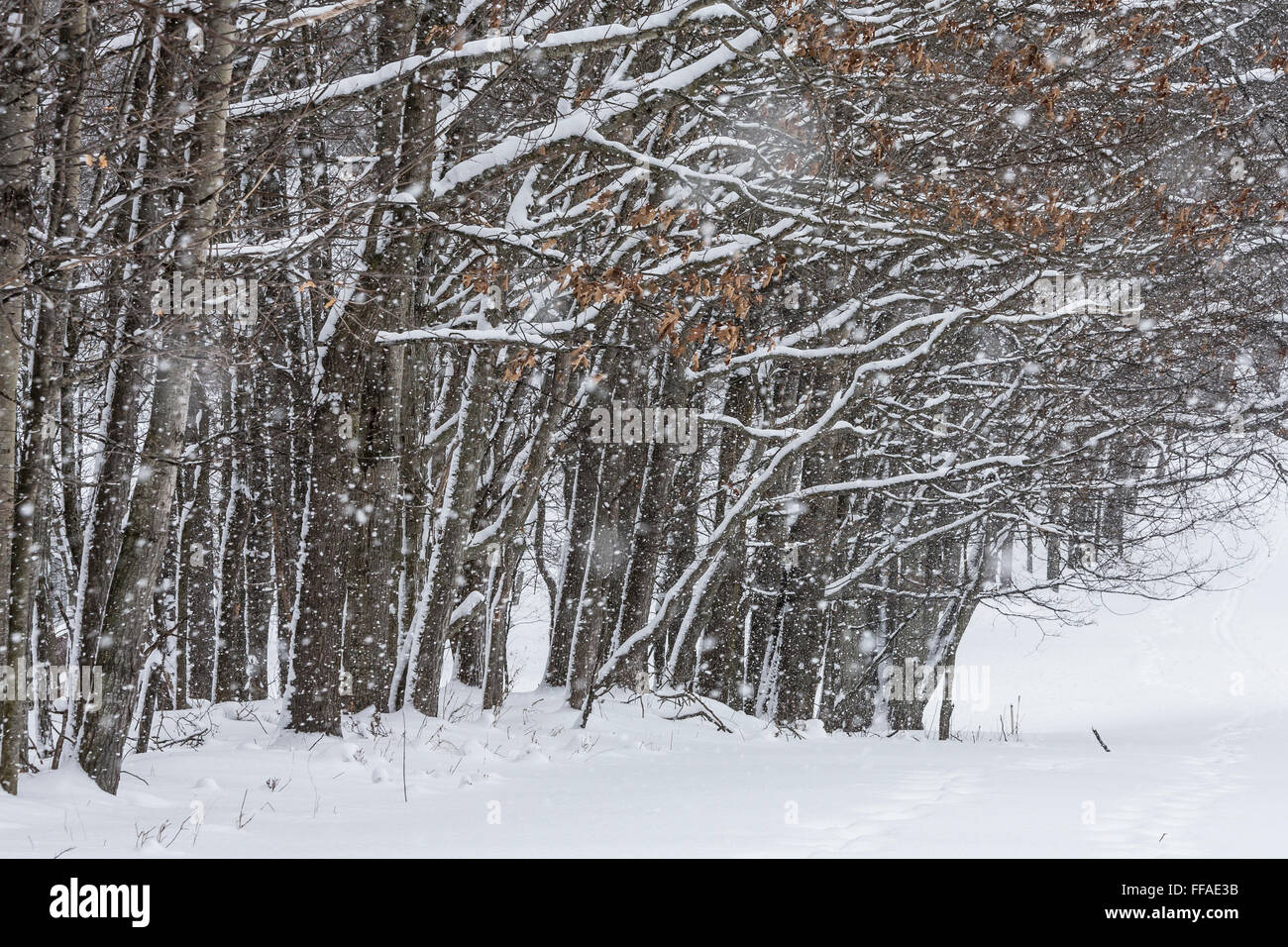 Branches of tree during snow hi-res stock photography and images - Alamy