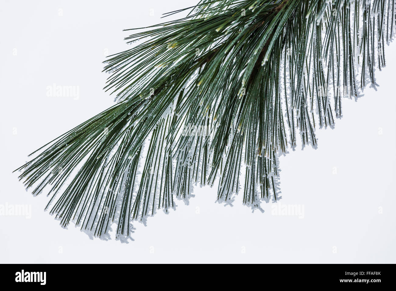 Frosty needles of Eastern White Pine, Pinus strobus, during a frosty winter morning in central Michigan, USA Stock Photo