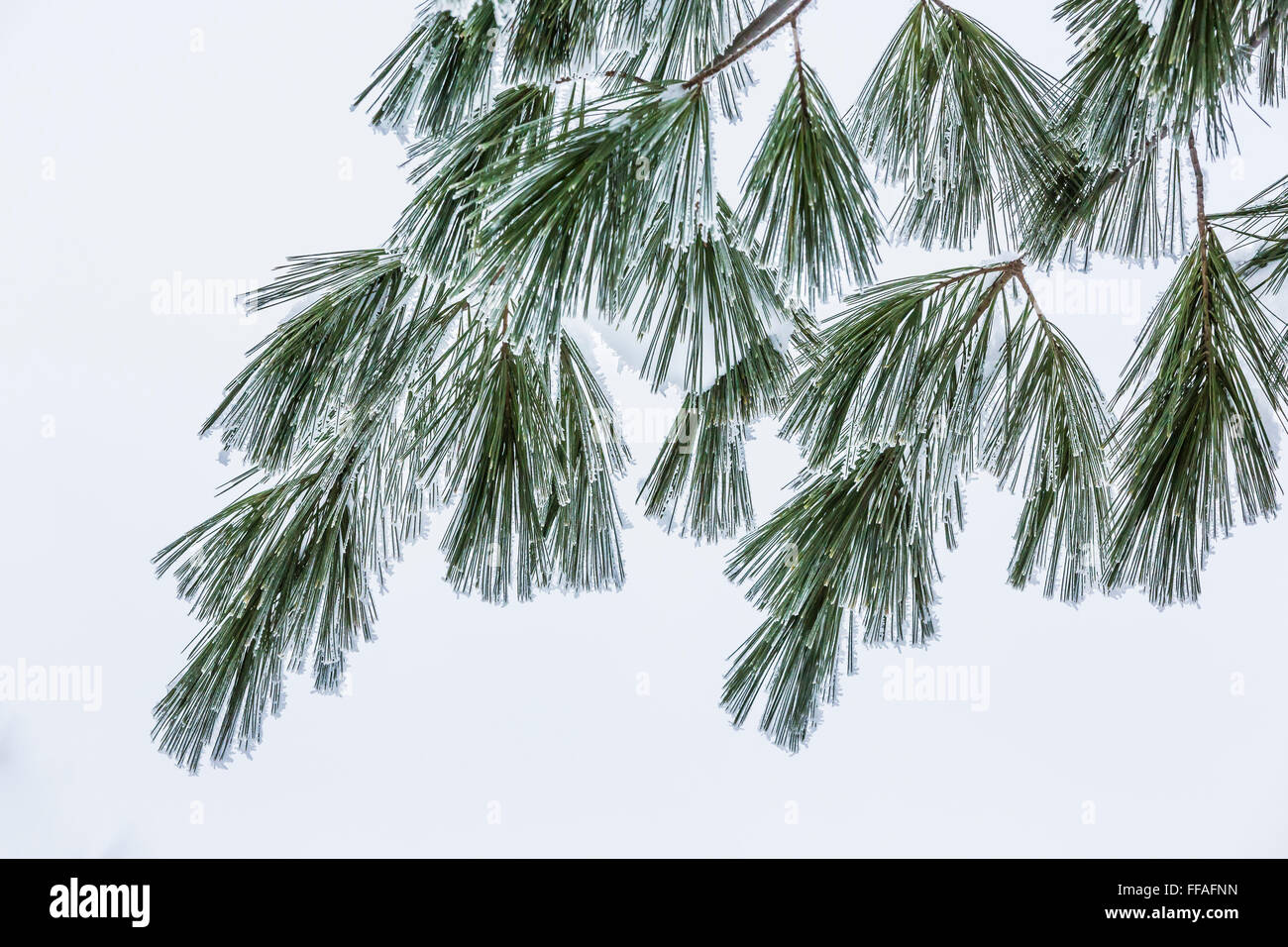Frosty needles of Eastern White Pine, Pinus strobus, during a frosty winter morning in central Michigan, USA Stock Photo