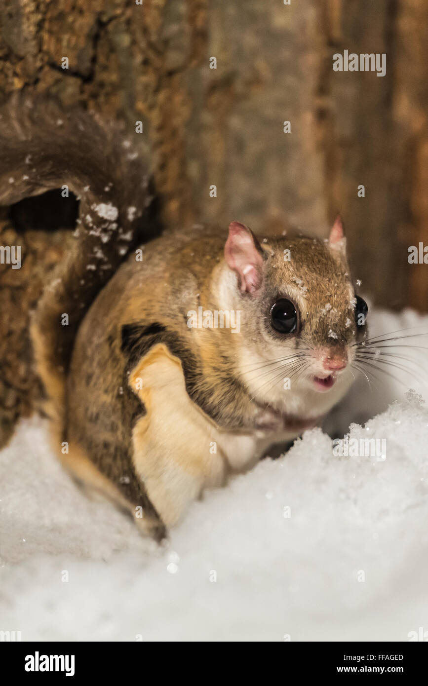 Southern Flying Squirrel, volans, feeding on the ground at