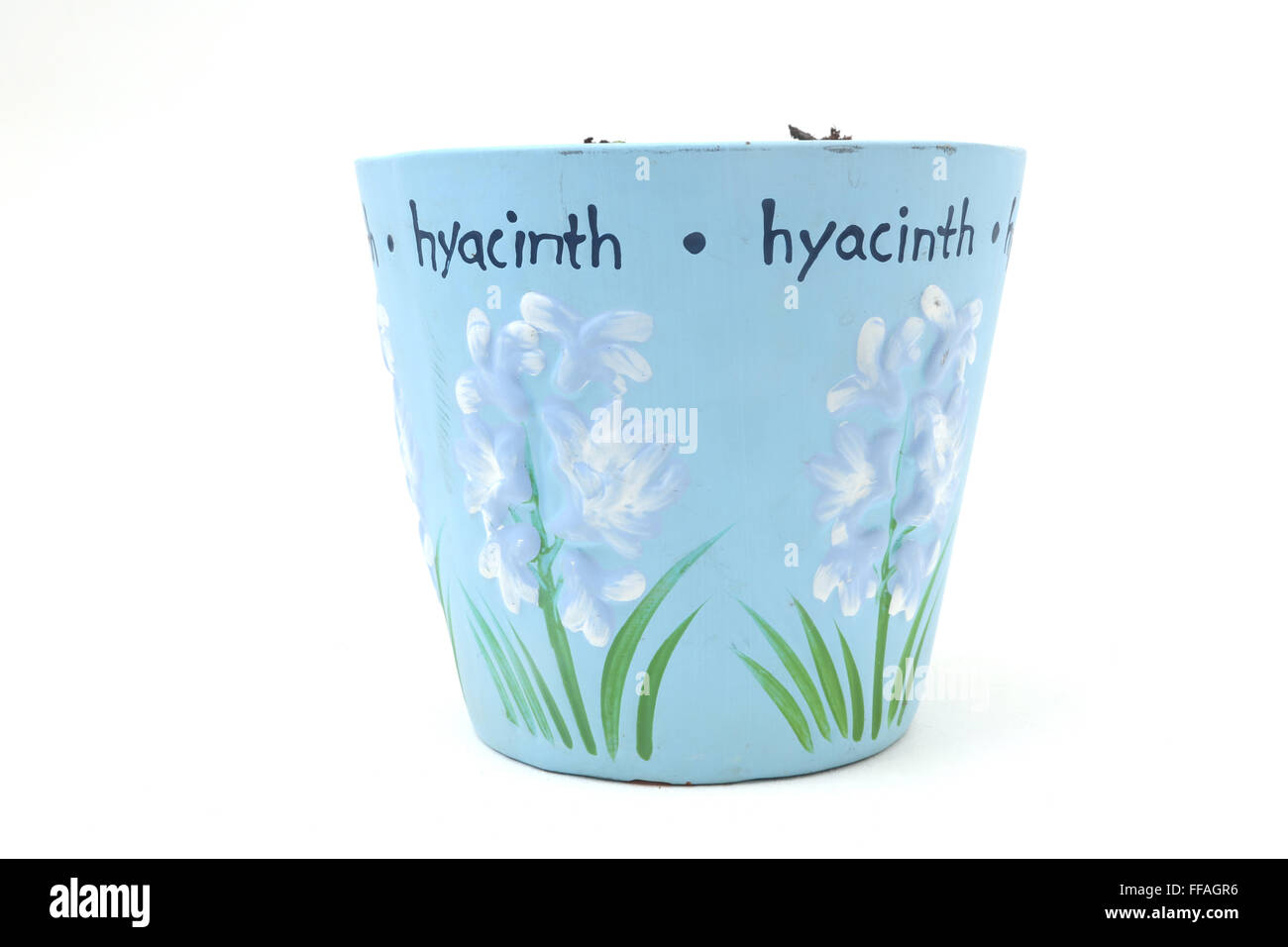 New Shoots Hyacinths Growing In decorated flower pot Stock Photo