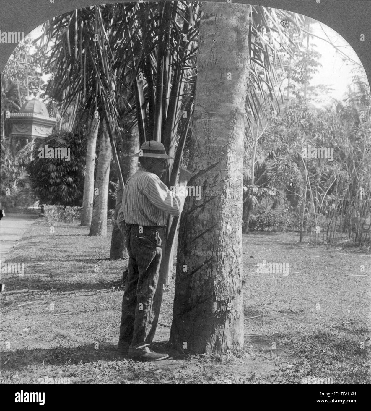 RUBBER TAPPING, c1915. /nTapping a rubber tree in Brazil: photograph, c1915. Stock Photo