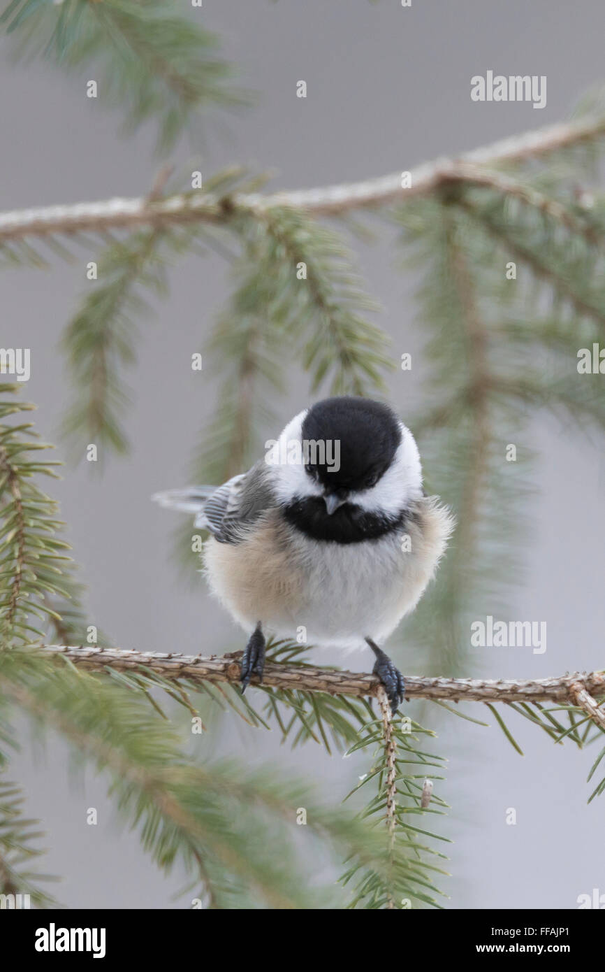 Black-capped Chickadee, Poecile atricapillus, coming to a bird feeder in winter near Big Rapids in Mecosta County, Michigan, USA Stock Photo