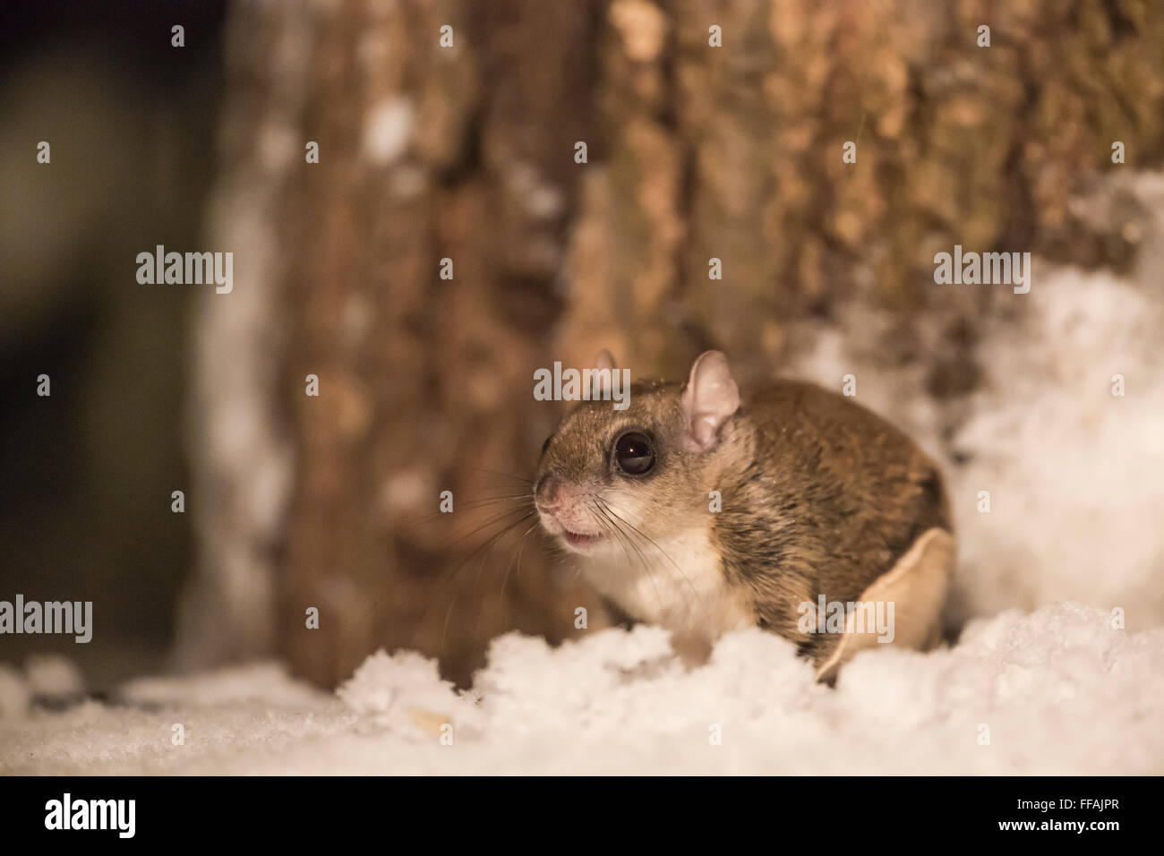 Southern Flying Squirrel, volans, aka Assapan, visiting a