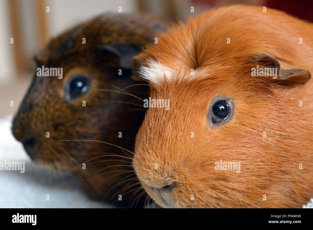 Two guinea pigs sitting together contented Stock Photo Alamy