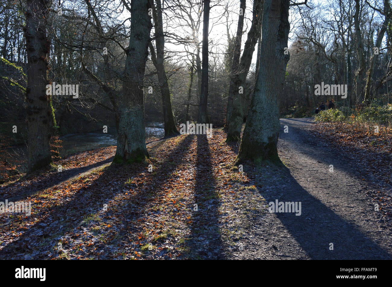 Long shadows in the trees at Plessey Woods near Morpeth, Northumberland Stock Photo