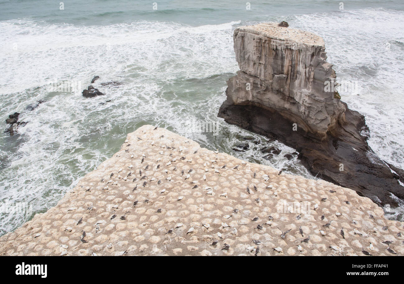 Gannet Rock at Muriwai Beach,Auckland,North Island,New Zealand,Pacific, Stock Photo