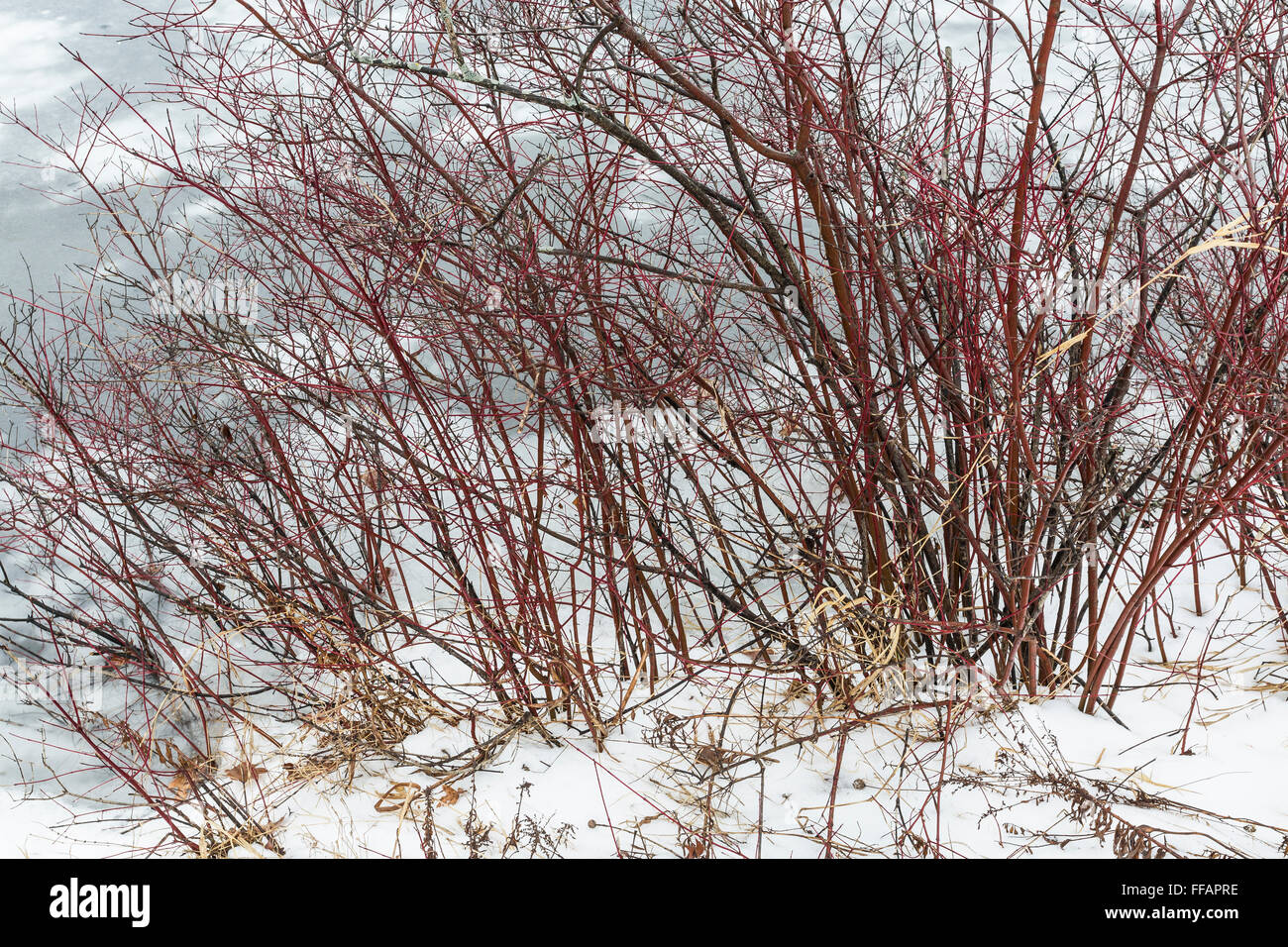 Red Osier Dogwood, Cornus sericia or Cornus stolonifera, in winter at Canadian Lakes near Stanwood, Michigan, USA Stock Photo