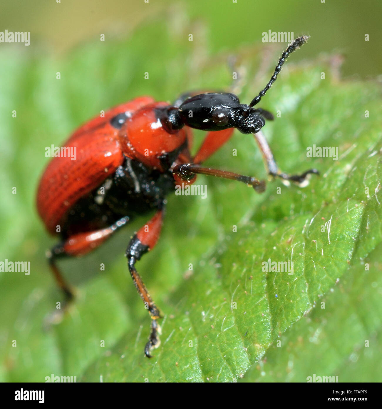 Hazel leaf-roller beetle (Apoderus coryli). An unusual red and black beetle in the family Attelabidae, the leaf-rolling weevils Stock Photo