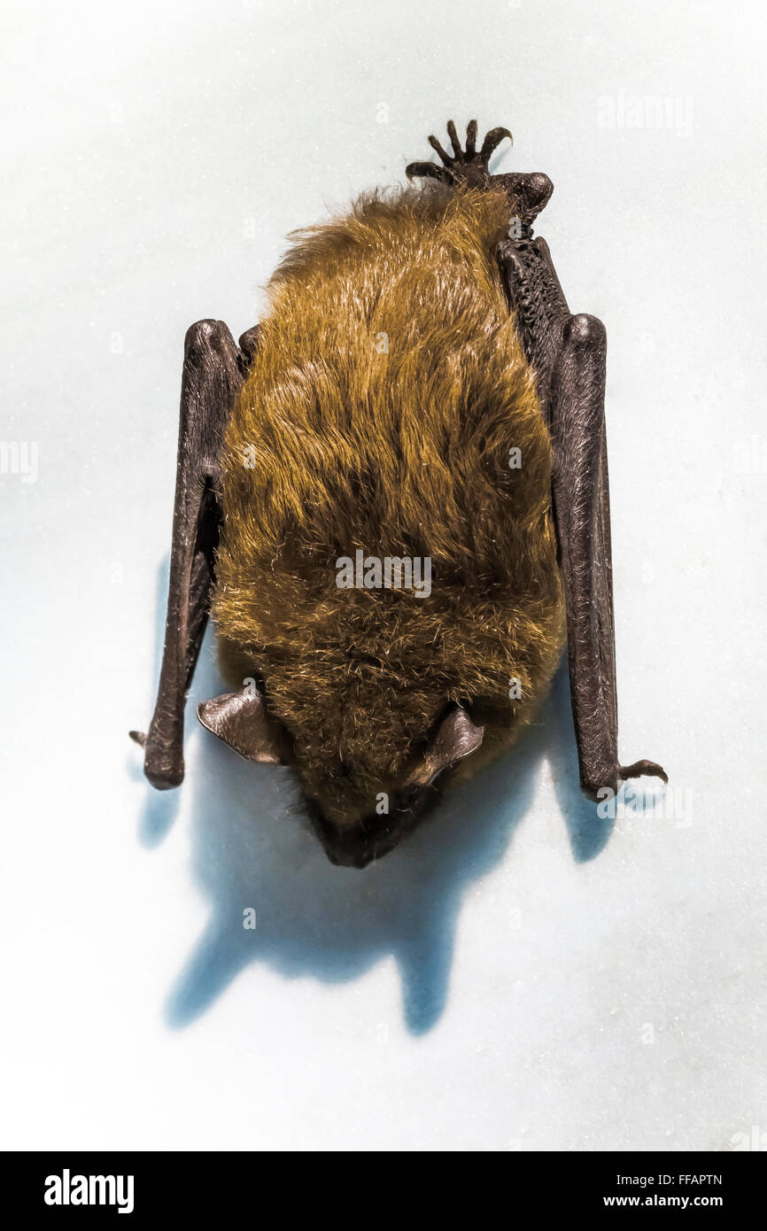 Brown bat hires stock photography and images Alamy