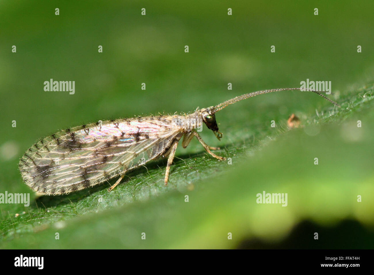 Micromus variegatus brown lacewing. A small predatory insect in the family Hemerobiidae, at rest on a leaf Stock Photo