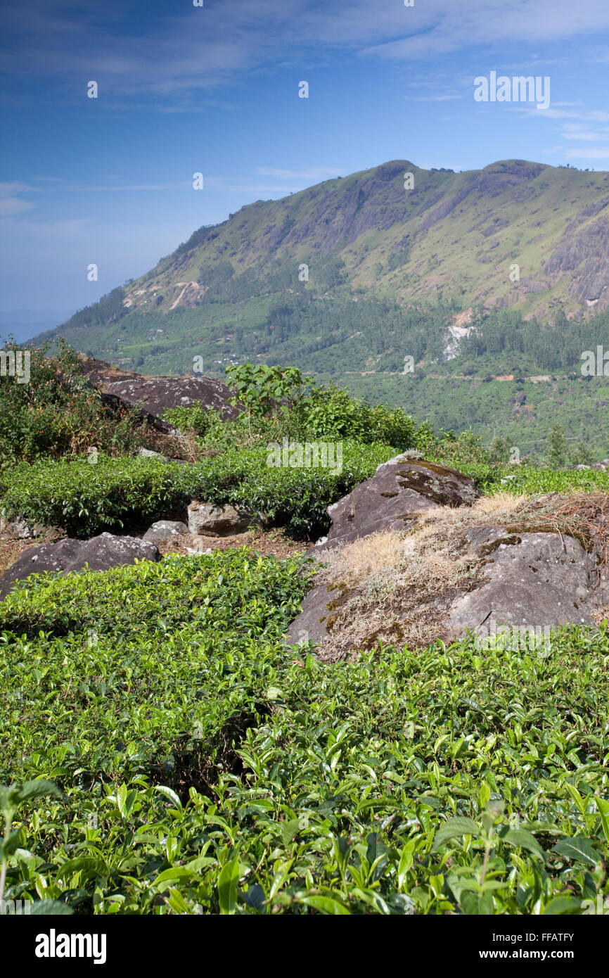 Tea plantation in Kerala Stock Photo