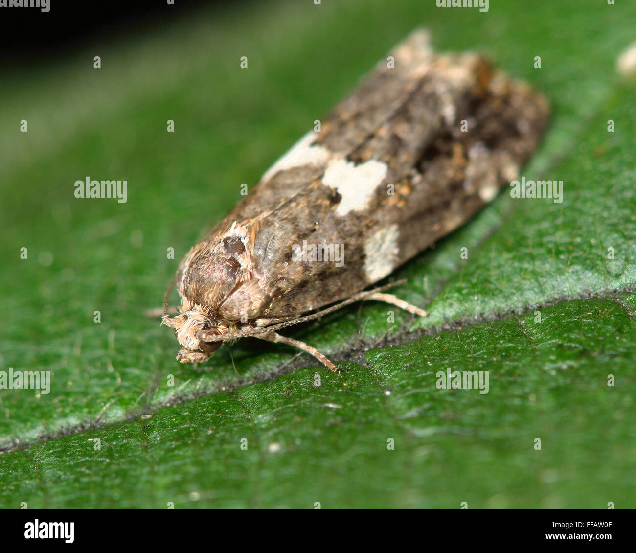Olindia schumacherana micro moth. A male tortrix moth in the family Tortricidae, showing variable white marking split into two Stock Photo