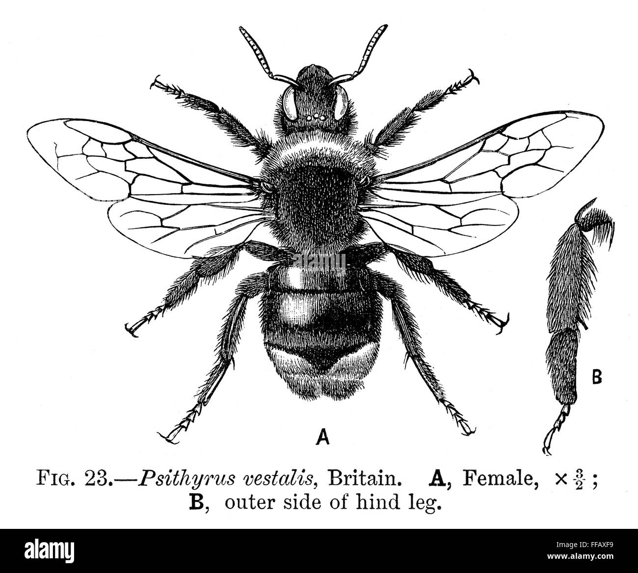 INSECTS: BUMBLEBEE. /nFemale bumblebee (Psithyrus vestalis Stock Photo ...