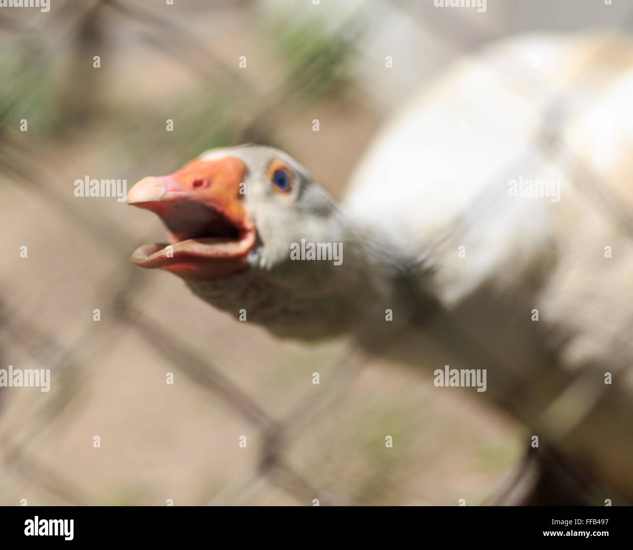 Angry farm goose screams at the camera. Stock Photo