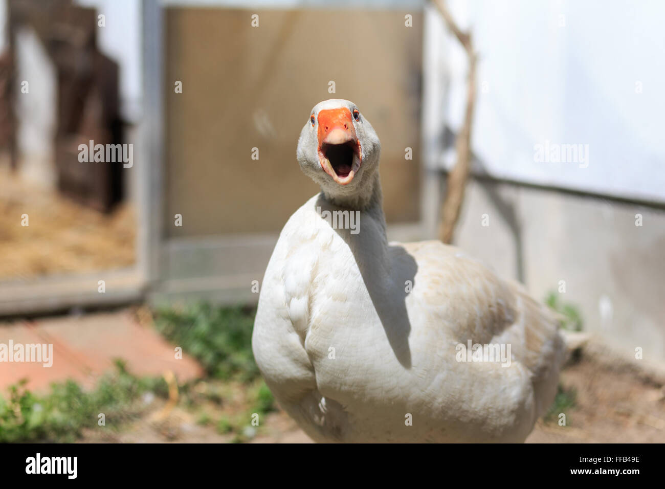 Angry farm goose screams at the camera. Stock Photo