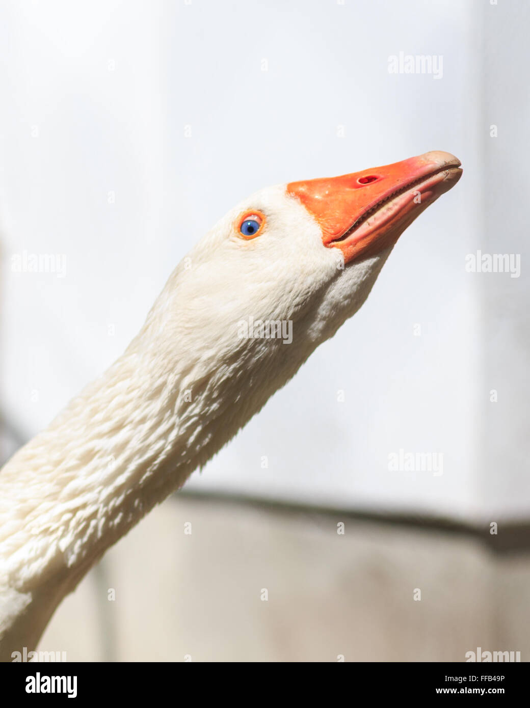 Head and neck portrait of a curious farm goose watching the photographer. Stock Photo